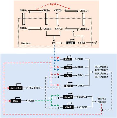 A Mathematical Model to Characterize the Role of Light Adaptation in Mammalian Circadian Clock